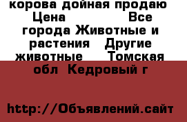 корова дойная продаю › Цена ­ 100 000 - Все города Животные и растения » Другие животные   . Томская обл.,Кедровый г.